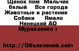 Щенок пом. Мальчик белый  - Все города Животные и растения » Собаки   . Ямало-Ненецкий АО,Муравленко г.